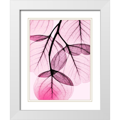 Pink Eucalyptus White Modern Wood Framed Art Print with Double Matting by Koetsier, Albert