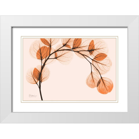Orange Eucalyptus White Modern Wood Framed Art Print with Double Matting by Koetsier, Albert