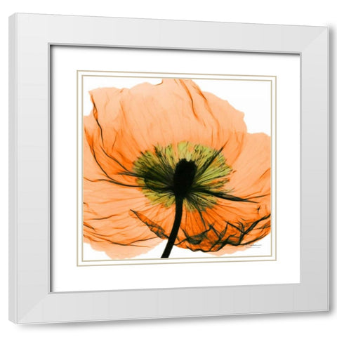 Poppy Orange White Modern Wood Framed Art Print with Double Matting by Koetsier, Albert