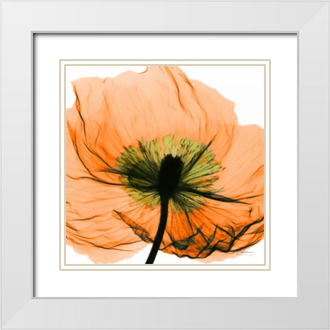 Poppy Orange White Modern Wood Framed Art Print with Double Matting by Koetsier, Albert