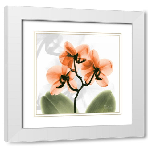 BW Orchid Orange White Modern Wood Framed Art Print with Double Matting by Koetsier, Albert