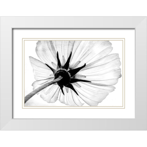 Anemone White Modern Wood Framed Art Print with Double Matting by Bailey, Ann