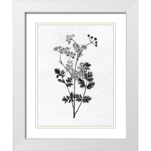Pressed Herbs 2 White Modern Wood Framed Art Print with Double Matting by Bailey, Ann
