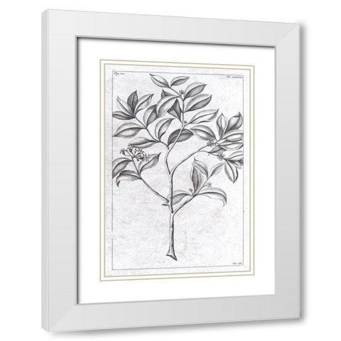 Palm 1 White Modern Wood Framed Art Print with Double Matting by Brown, Denise