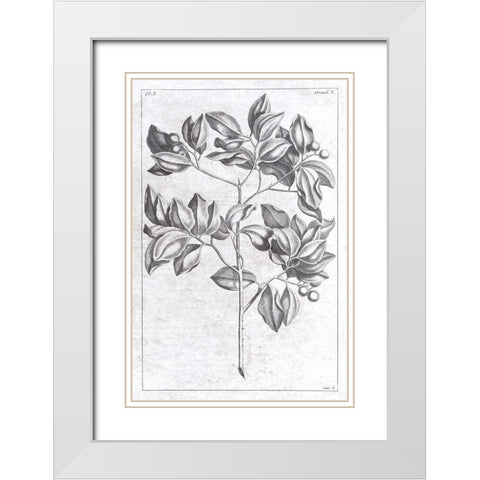 Palm 2 White Modern Wood Framed Art Print with Double Matting by Brown, Denise