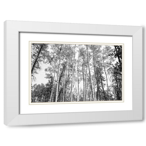 Aspen BW 1 White Modern Wood Framed Art Print with Double Matting by Urquhart, Elizabeth