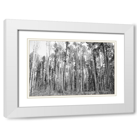 Aspen BW 2 White Modern Wood Framed Art Print with Double Matting by Urquhart, Elizabeth