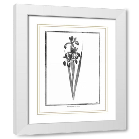Butterfly Iris White Modern Wood Framed Art Print with Double Matting by Grey, Jace