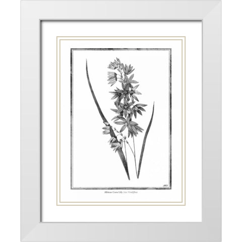 African Corn Lily White Modern Wood Framed Art Print with Double Matting by Grey, Jace