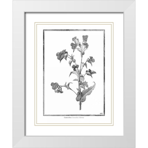 Commelina White Modern Wood Framed Art Print with Double Matting by Grey, Jace