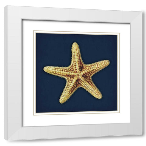 Star Fish Navy White Modern Wood Framed Art Print with Double Matting by Grey, Jace