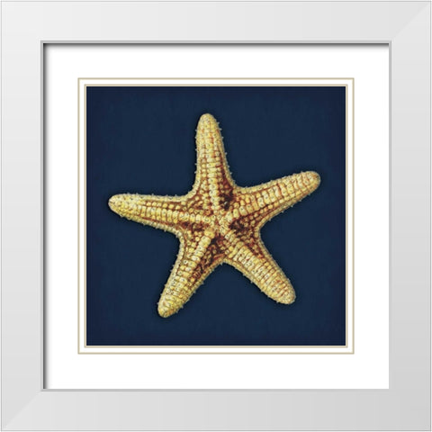 Star Fish Navy White Modern Wood Framed Art Print with Double Matting by Grey, Jace
