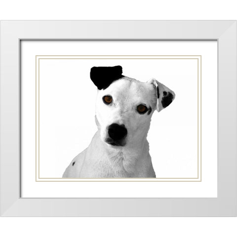 Jack Russell Buddy 2 White Modern Wood Framed Art Print with Double Matting by Grey, Jace
