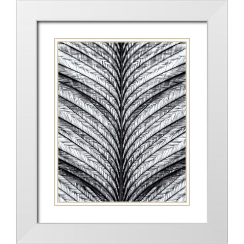 Black and White Feather 1 White Modern Wood Framed Art Print with Double Matting by Kimberly, Allen