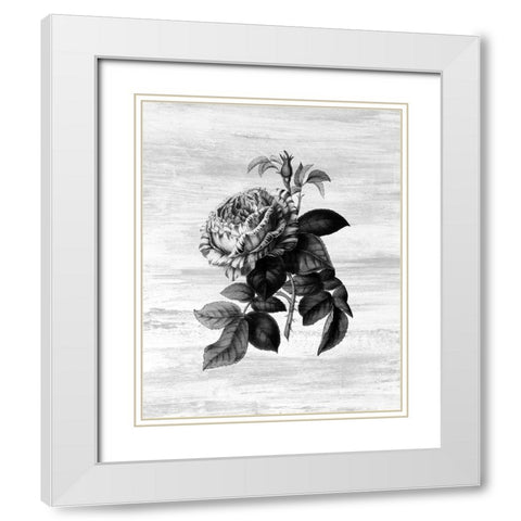 Botanical Flower 2 White Modern Wood Framed Art Print with Double Matting by Kimberly, Allen
