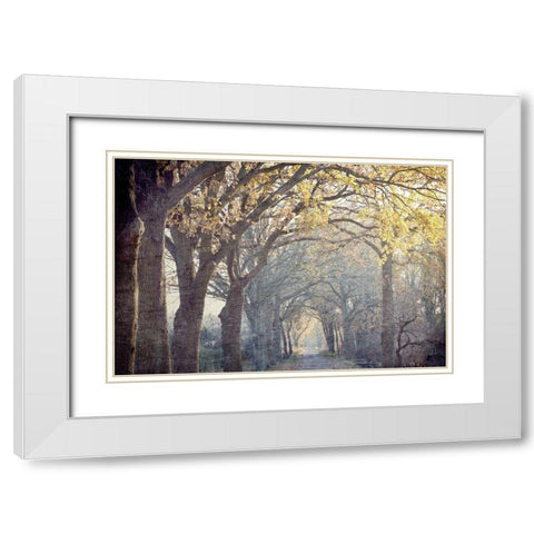 Avenue of Trees White Modern Wood Framed Art Print with Double Matting by Kimberly, Allen