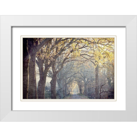 Avenue of Trees White Modern Wood Framed Art Print with Double Matting by Kimberly, Allen