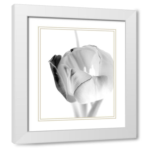 Black and White Tulip 1 White Modern Wood Framed Art Print with Double Matting by Kimberly, Allen