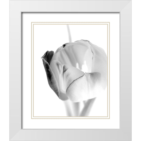 Black and White Tulip 1 White Modern Wood Framed Art Print with Double Matting by Kimberly, Allen
