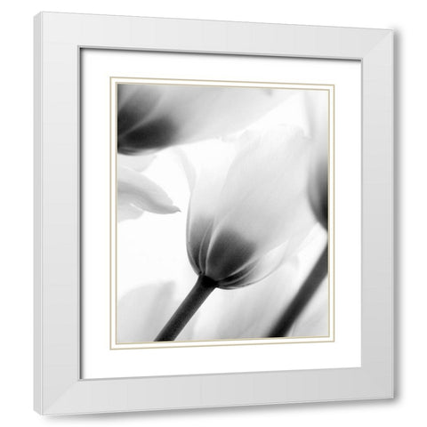 Black and White Tulip 2 White Modern Wood Framed Art Print with Double Matting by Kimberly, Allen