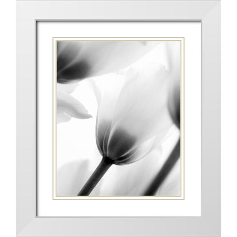 Black and White Tulip 2 White Modern Wood Framed Art Print with Double Matting by Kimberly, Allen