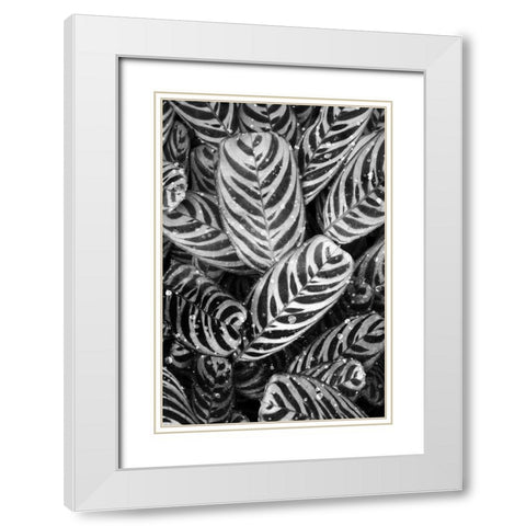 Midnight Palm Leaves 2 bw White Modern Wood Framed Art Print with Double Matting by Allen, Kimberly