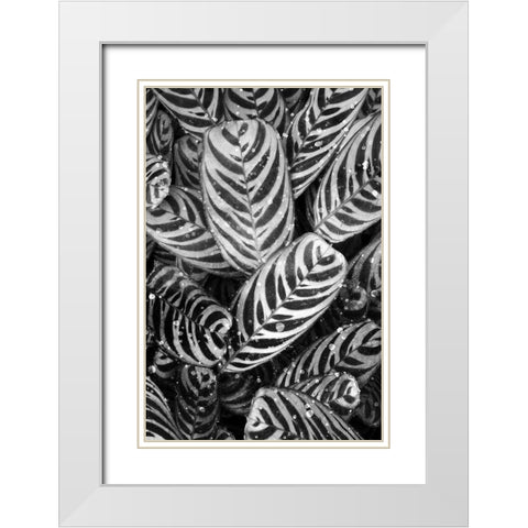 Midnight Palm Leaves 2 bw White Modern Wood Framed Art Print with Double Matting by Allen, Kimberly