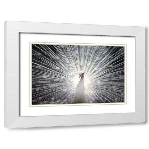 White Royal White Modern Wood Framed Art Print with Double Matting by Allen, Kimberly