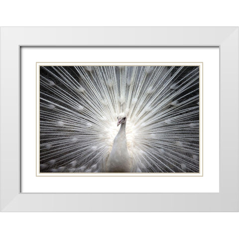 White Royal White Modern Wood Framed Art Print with Double Matting by Allen, Kimberly