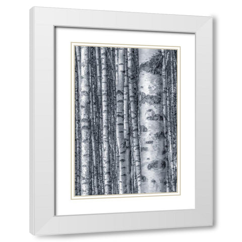 Birches 2 White Modern Wood Framed Art Print with Double Matting by Allen, Kimberly