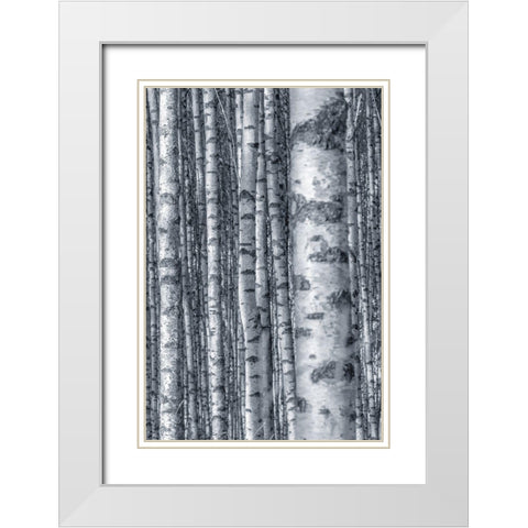 Birches 2 White Modern Wood Framed Art Print with Double Matting by Allen, Kimberly