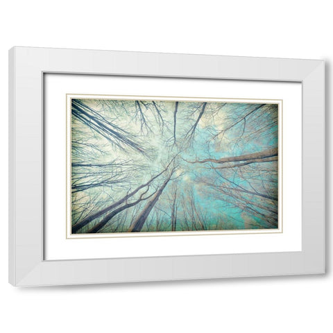 My View Up White Modern Wood Framed Art Print with Double Matting by Kimberly, Allen