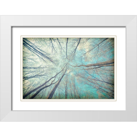 My View Up White Modern Wood Framed Art Print with Double Matting by Kimberly, Allen