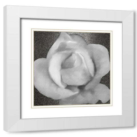 Grey Rose 1 White Modern Wood Framed Art Print with Double Matting by Kimberly, Allen