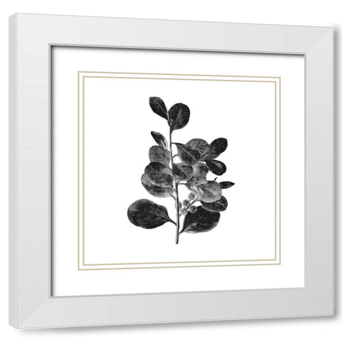 Botanical Black 1 White Modern Wood Framed Art Print with Double Matting by Kimberly, Allen
