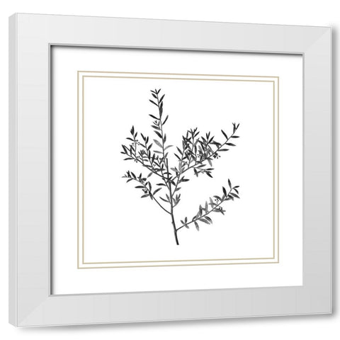 Botanical Black 3 White Modern Wood Framed Art Print with Double Matting by Kimberly, Allen