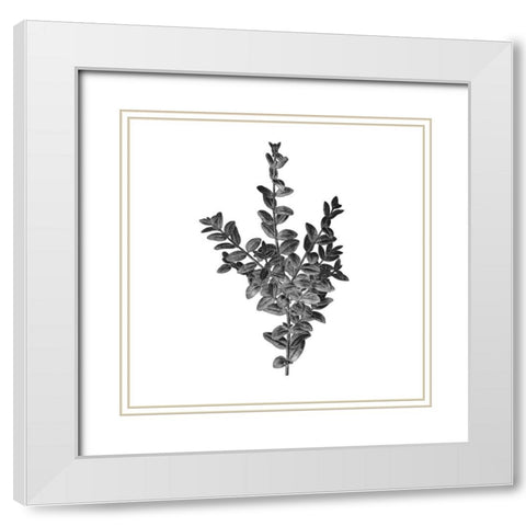 Botanical Black 4 White Modern Wood Framed Art Print with Double Matting by Kimberly, Allen