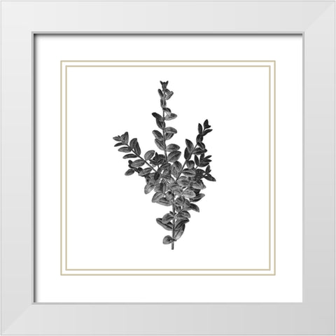 Botanical Black 4 White Modern Wood Framed Art Print with Double Matting by Kimberly, Allen
