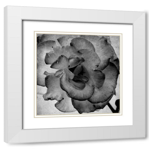 White Blooming 1 White Modern Wood Framed Art Print with Double Matting by Kimberly, Allen
