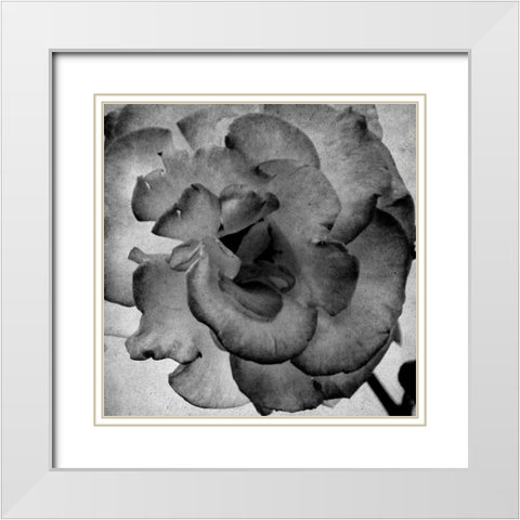 White Blooming 1 White Modern Wood Framed Art Print with Double Matting by Kimberly, Allen