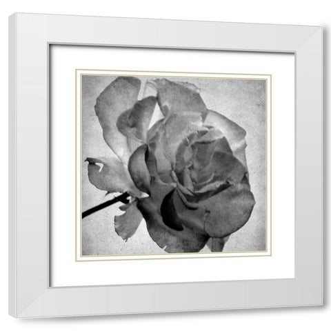White Blooming 2 White Modern Wood Framed Art Print with Double Matting by Kimberly, Allen