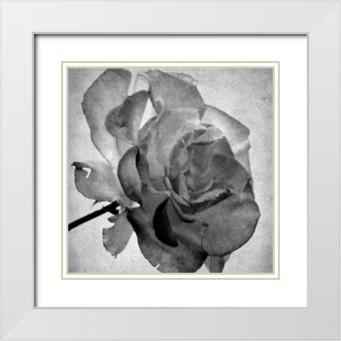 White Blooming 2 White Modern Wood Framed Art Print with Double Matting by Kimberly, Allen