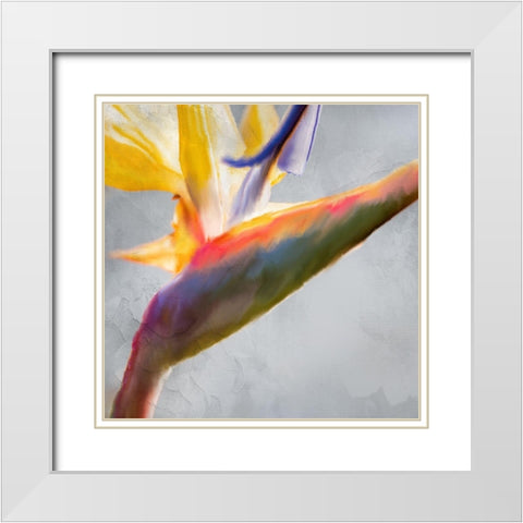 Strelitzia 1 White Modern Wood Framed Art Print with Double Matting by Kimberly, Allen