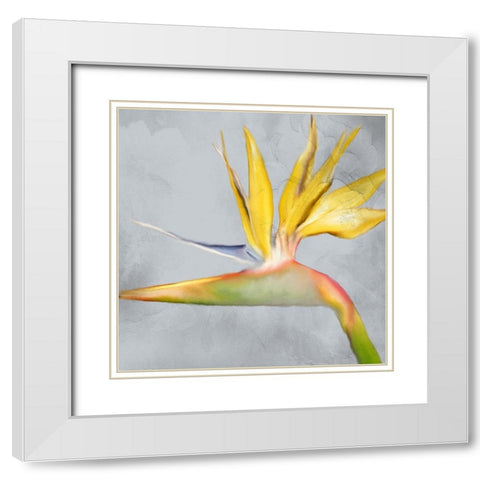 Strelitzia 2 White Modern Wood Framed Art Print with Double Matting by Kimberly, Allen