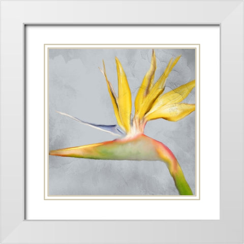 Strelitzia 2 White Modern Wood Framed Art Print with Double Matting by Kimberly, Allen