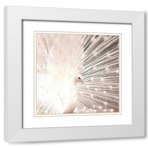 White Peacock White Modern Wood Framed Art Print with Double Matting by Kimberly, Allen