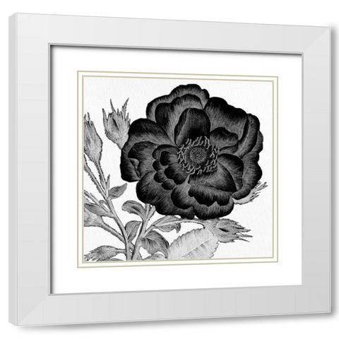 Black and White Bloom 1 White Modern Wood Framed Art Print with Double Matting by Allen, Kimberly