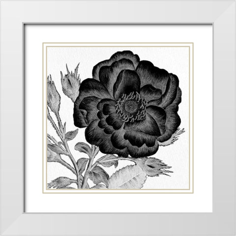 Black and White Bloom 1 White Modern Wood Framed Art Print with Double Matting by Allen, Kimberly