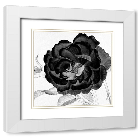 Black and White Bloom 3 White Modern Wood Framed Art Print with Double Matting by Allen, Kimberly