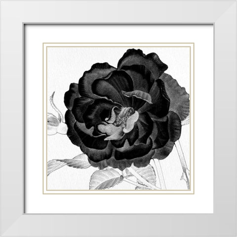 Black and White Bloom 3 White Modern Wood Framed Art Print with Double Matting by Allen, Kimberly